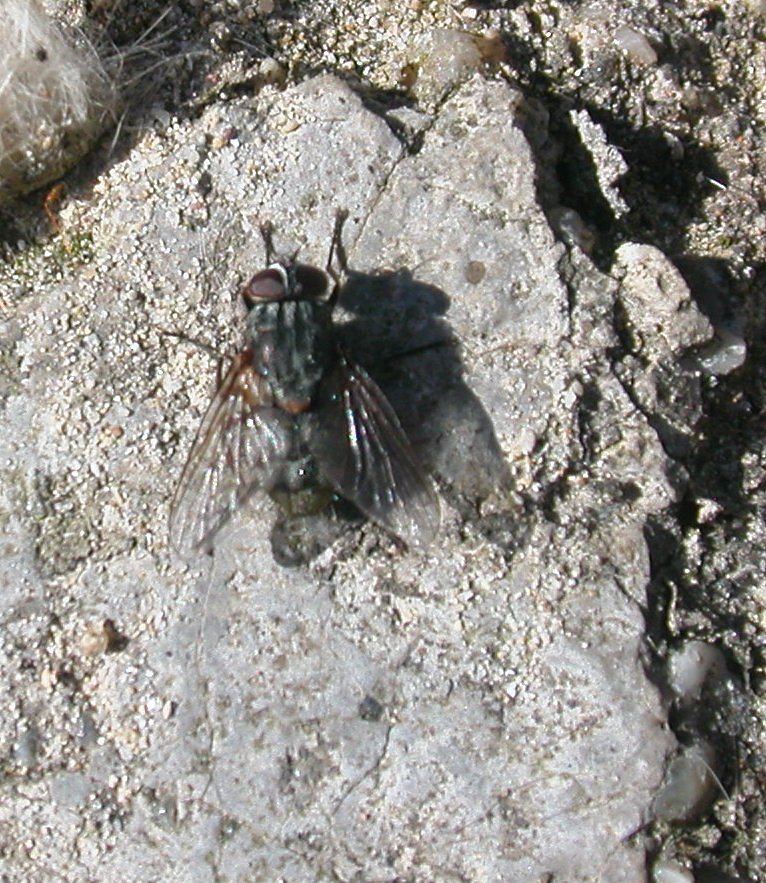 Muscina stabulans M (Muscidae)